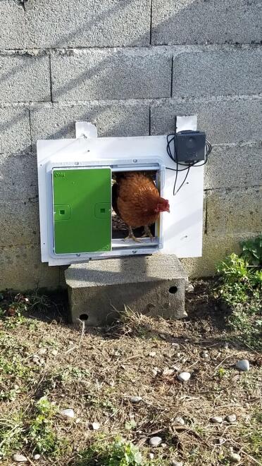 Omlet groene automatische kippenhok deur bevestigd aan hok met kip in de deur