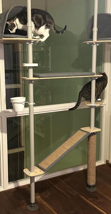 Cats climbing for the first time