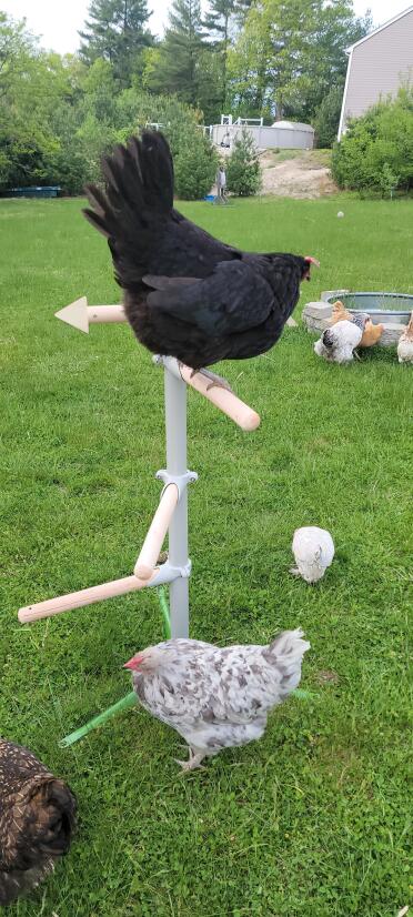 De zitstok voor kippen is geweldig. makkelijk in elkaar te zetten, Goede stabiele bevestiging aan de grond. de schaal met lekkernijen is verplaatsbaar en veilig, wat de kudde vermaakt. de windvaan beweegt en de kippen kunnen ermee spelen. deze zitsto