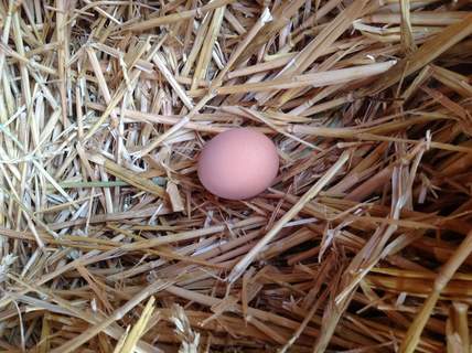 van mening zijn zwaan koepel Hoe maakt een kip een ei? | Eieren | Kippen | Gids | Omlet NL