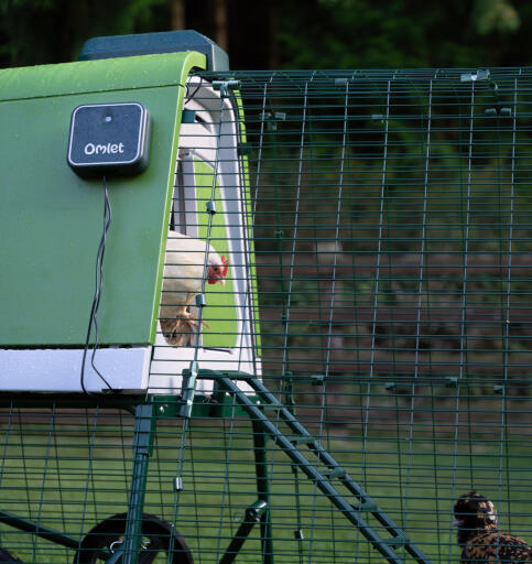 Zijaanzicht van een witte kip die uit het Eglu Go kippenhok komt met behulp van de automatische deuropener