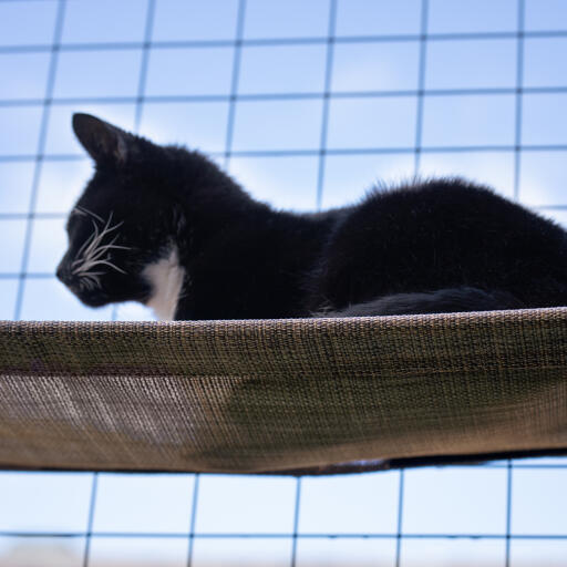 Voeg een kattenrek toe aan je buitenverblijf voor katten