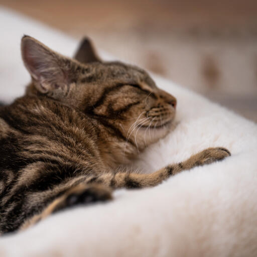 Frons mannelijk aanklager Luxe kattendeken van kunstschapenvacht - Medium | Omlet
