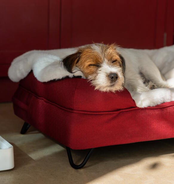 Hond rustend in een gezellig bolster hondenbed met pluizige deken