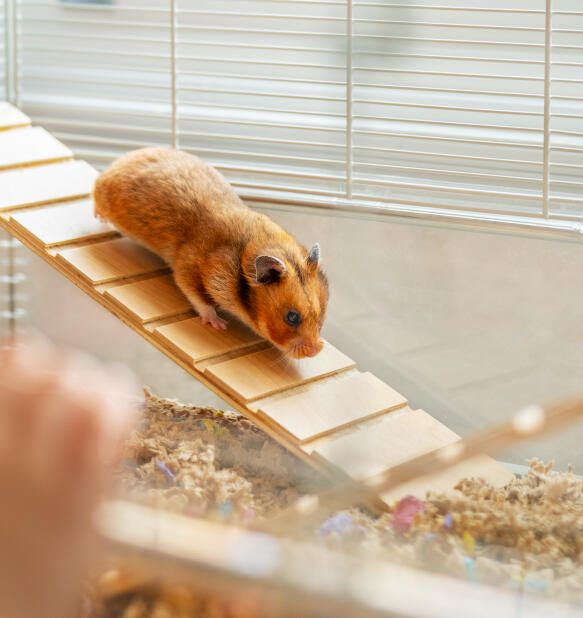 Een hamster die over een helling loopt die aan de binnenkant van de Omlet hamsterkooi is bevestigd