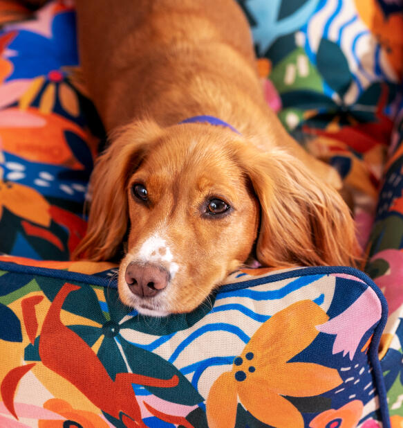 Hond comfortabel liggend in een bed met gedurfd patroon