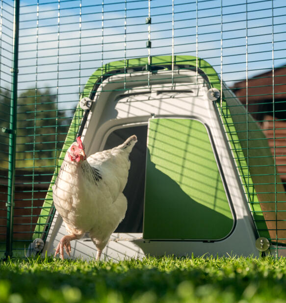 Een witte kip komt uit een Eglu Go kippenhok