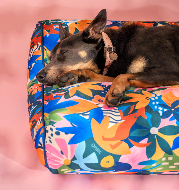 Hond slapend op een Omlet kussen hondenbed in avontuurlijke print