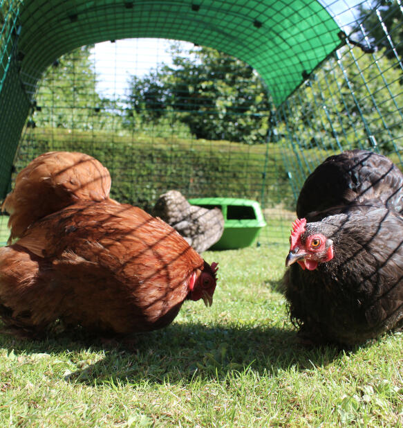 Twee kippen in een Eglu Go starter kippenhok