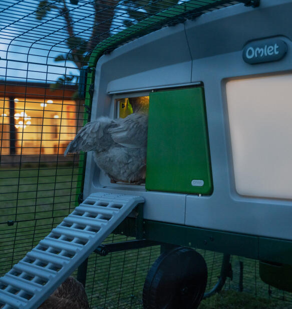 Kippen klimmen in een Eglu pro kippenhok met een slimme Autodoor met hokverlichting