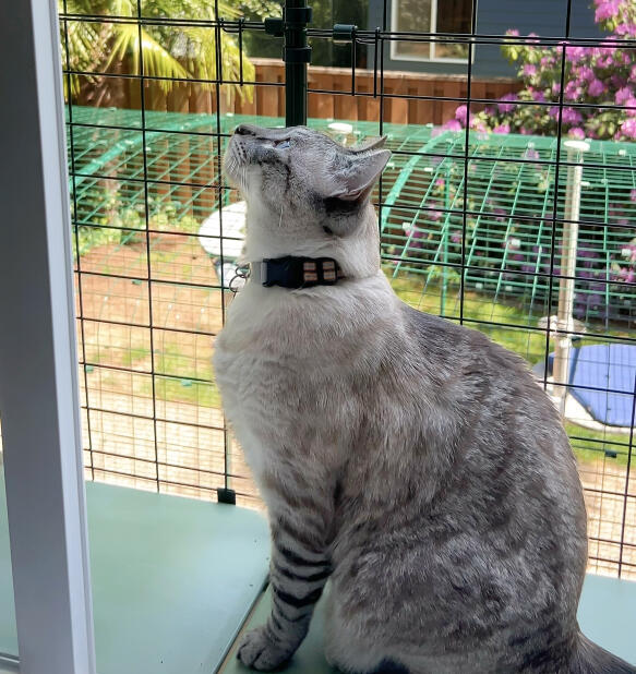 Kat op een vensterbank geniet van de vrijheid van de Omlet catiotunnel