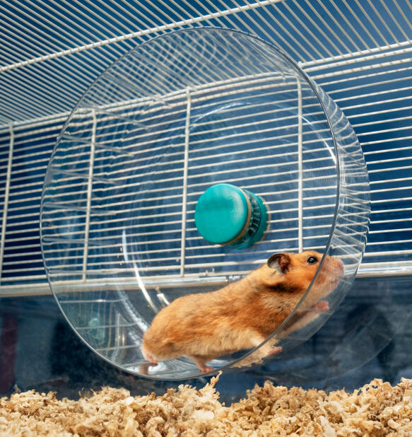 Een hamster in een groot wiel in een hamsterkooi