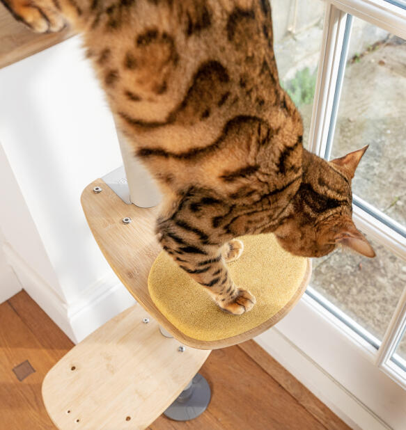 Een kat stapt op het gele kussen Freestyle step