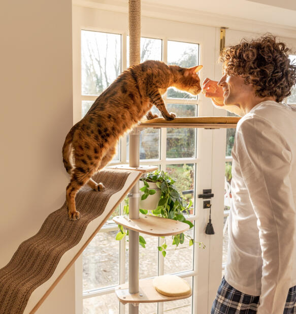 Een man die zijn kat aait op de binnenkatboom Freestyle.