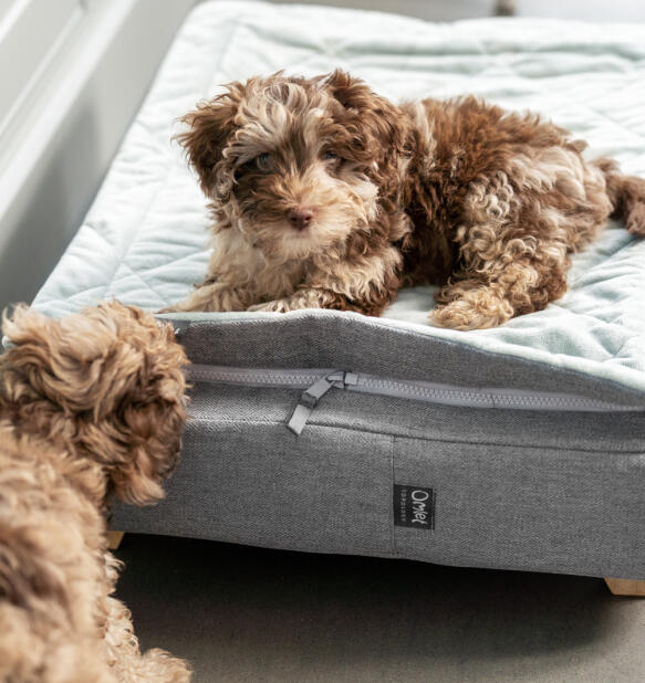 Cockapoo puppy zat op Topology hondenbed met grijze gewatteerde topper.