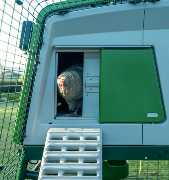 Kippen komen uit een slim hok Autodoor op een Eglu pro hok