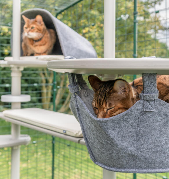 Twee katten op de Freestyle kattenboom - één in een hangmat en één in een platformhol