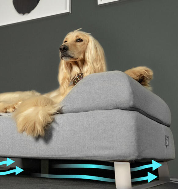 Afghan hound zat op verhoogd Topology hondenbed met bolster topper en witte railpootjes.