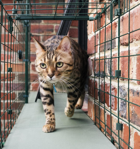 Katten lopen door veilige catiotunnels