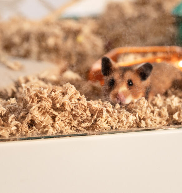 Hamster kijkt uit de Omlet hamsterkooi met doorzichtige bodembedekking