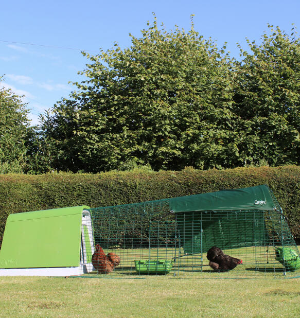 Kippen binnen roofdierbestendig Eglu Go kippenhok