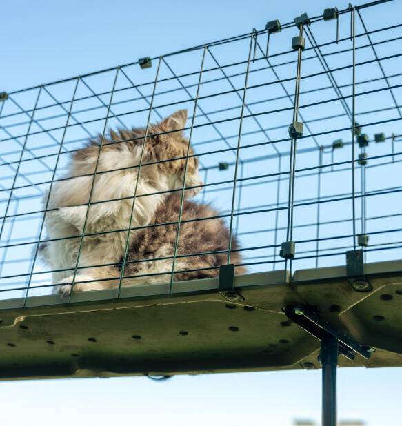 Een pluizige kat in een Omlet buitenkattentunnel