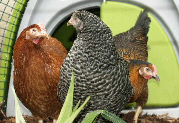 Wegversperring Verleiding Smerig Kippen uitzoeken | Kippen | Gids | Omlet