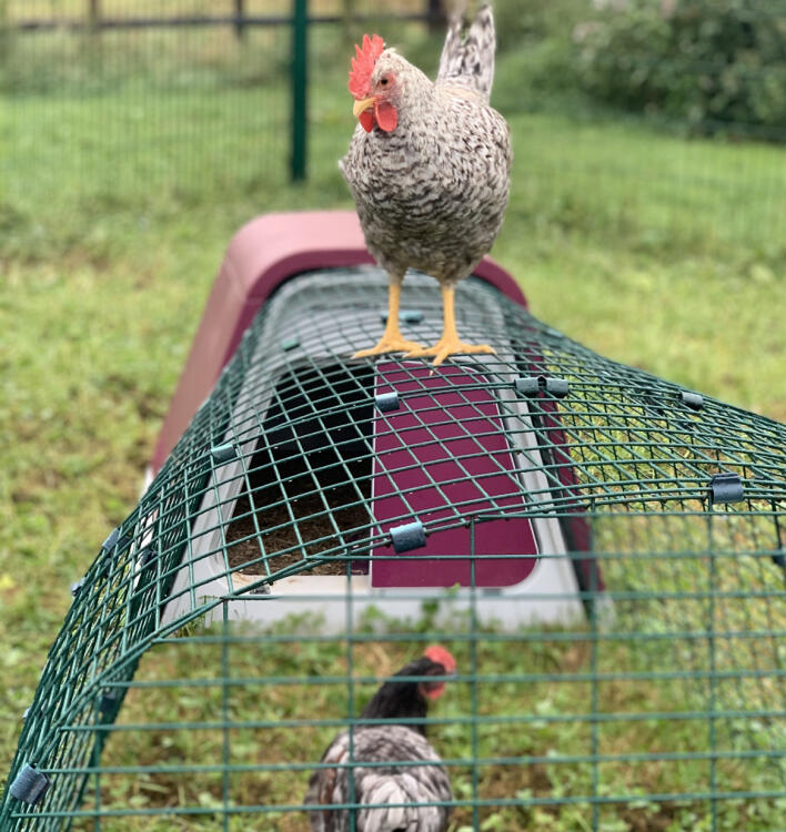 Praat met een Eglu Go kippenhok ambassadeur