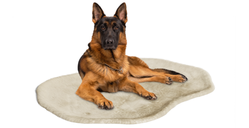 Grote hond rustend in Omlet hondendeken