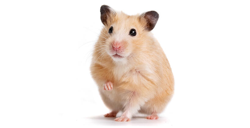 Syrische hamster