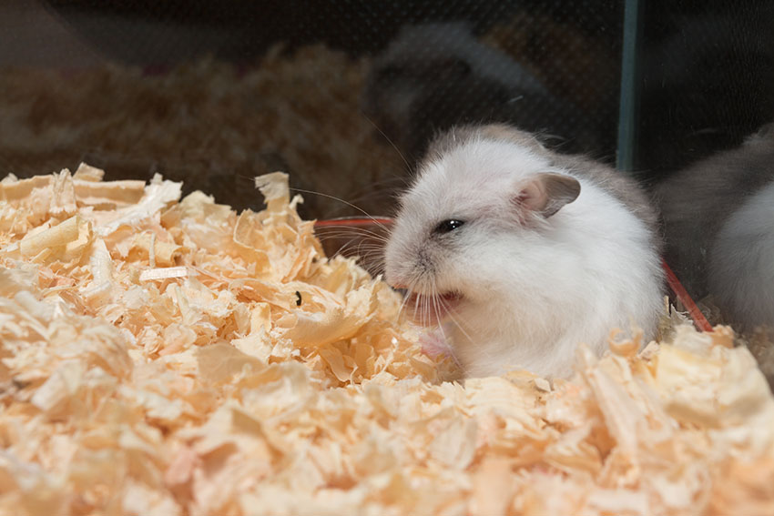 Een hamster kopen? een hamster iets voor mij? | Hamsters Gids