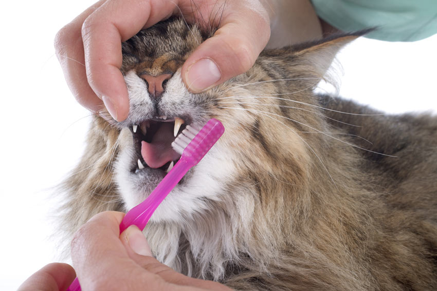 Chinese kool ondanks bestuurder Hoe poetst u de tanden van uw kat? | Verzorging van katten | Katten | Gids