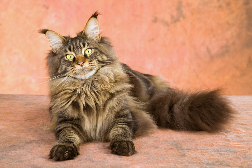 Trekken Delegeren snel Verschillende vachttypen bij katten | Een geschikte kat uitzoeken | Katten