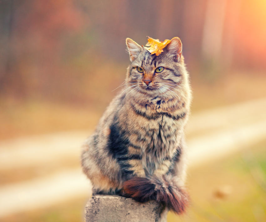 zeemijl ouder geest 7 Hypoallergene kattenrassen | Een geschikte kat uitzoeken | Katten | Gids