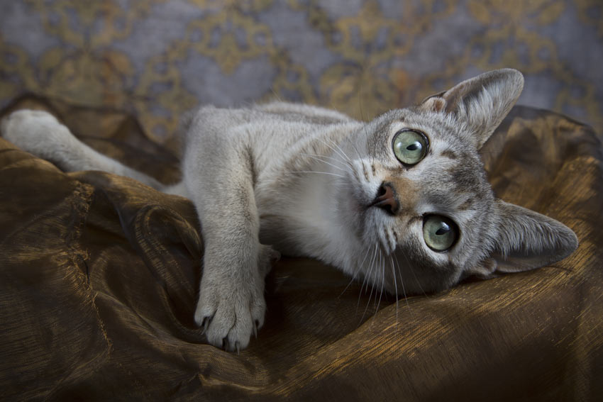 Zeeanemoon Mooi wakker worden 7 Kleinste kattenrassen | Een geschikte kat uitzoeken | Katten | Guide