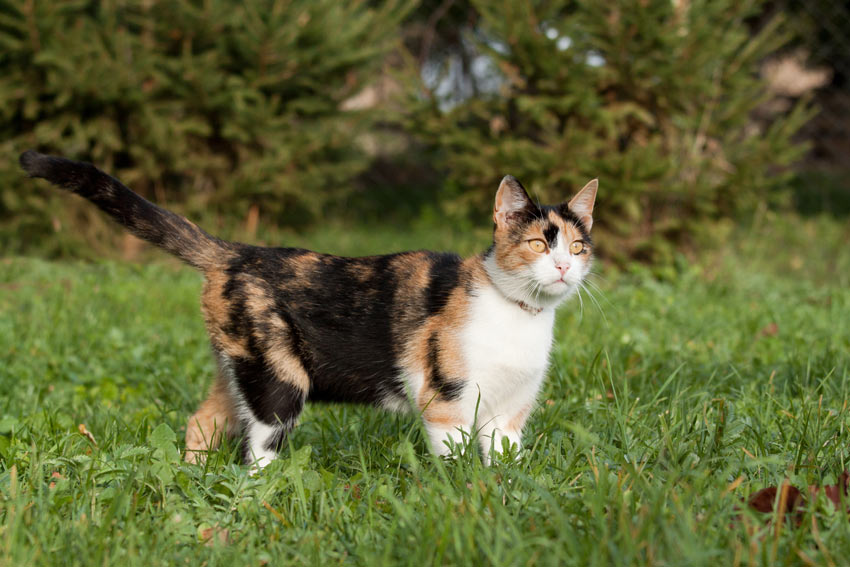 Offer Kietelen Gepolijst Vachtkleuren en patronen van katten | Een geschikte kat uitzoeken | Katten