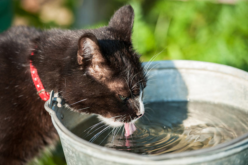 Opera stikstof China Waarom hebben katten een hekel aan water? | Waarom katten….? | Katten