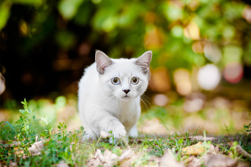 Kleinste kattenrassen | Een geschikte kat Katten | Guide