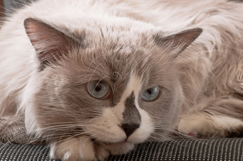 Ansichtkaart geboren beweging Huiskat of buitenkat? | Een geschikte kat uitzoeken | Katten | Gids