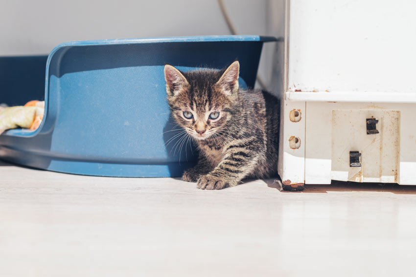 eerste 24 van uw kat in zijn nieuwe huis | nieuwe kat thuisbrengen