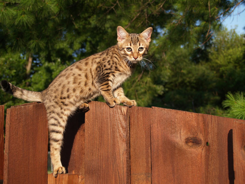 Negende Vertrouwelijk Vervelen 7 Grootste kattenrassen | Een geschikte kat uitzoeken | Katten | Gids