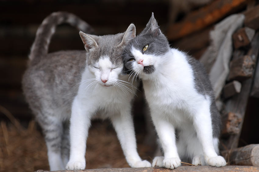 ontslaan Te Actuator Zal ik twee katten nemen? | Een geschikte kat uitzoeken | Katten | Gids