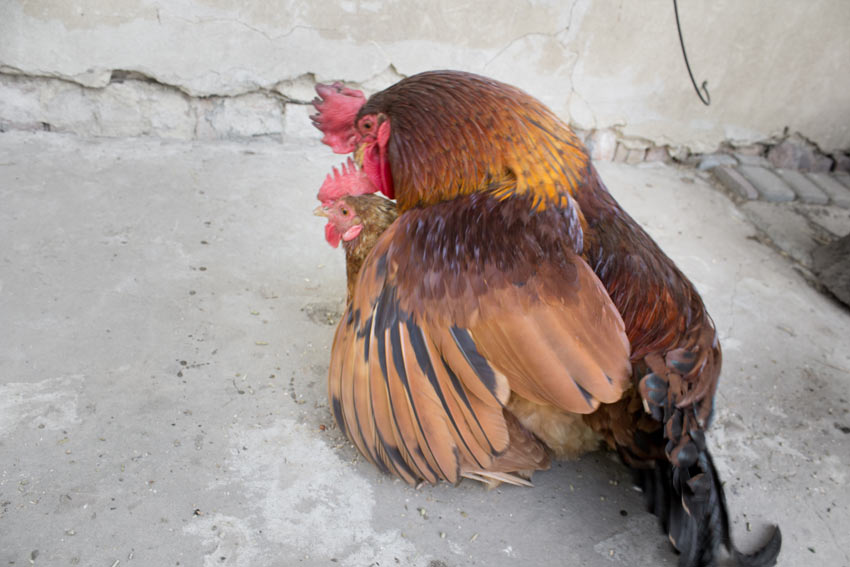 scannen lid dood Kippen fokken | Verzorging van kippen | Kippen | Gids | Omlet NL