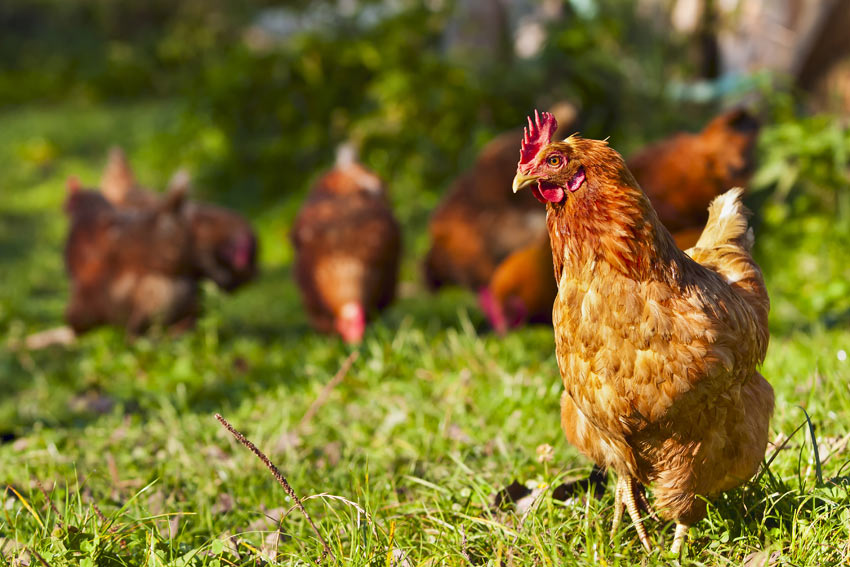 Hoeveel kosten kippen? | Kan ik kippen houden? Kippen | Guide | Omlet NL