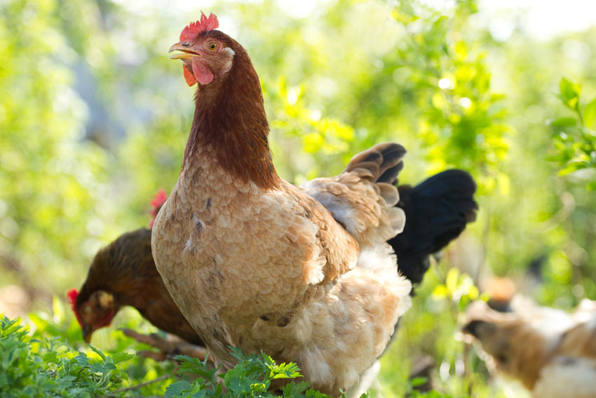 Hoeveel kosten | Kan ik kippen houden? | Kippen | Guide | Omlet