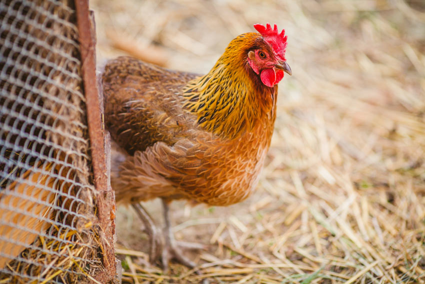 mijn kippen luizen? Gezondheid | Kippen | Gids | Omlet