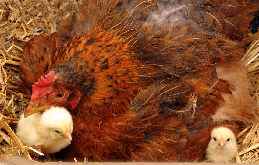 Verzakking Melodieus long Zijn mijn kippen broeds? | Alles over kippen | Kippen | Gids | Omlet NL