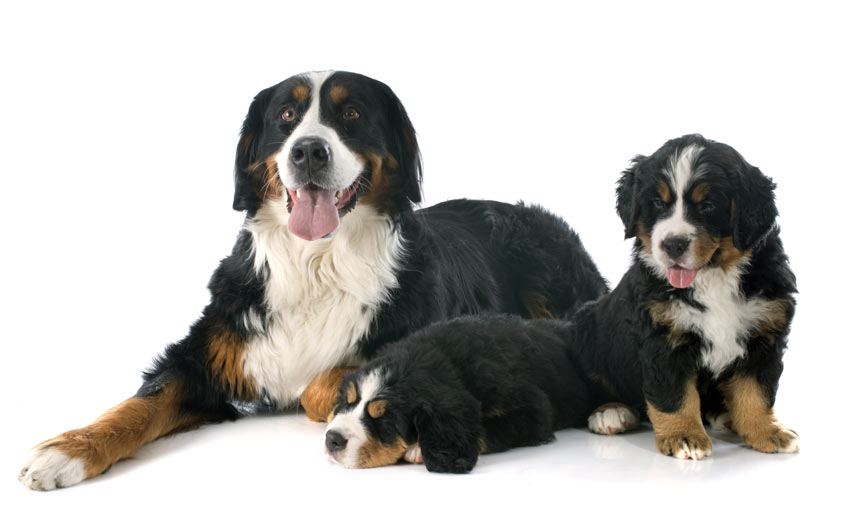 Voor- en nadelen van een puppy De juiste hond u | Honden Gids