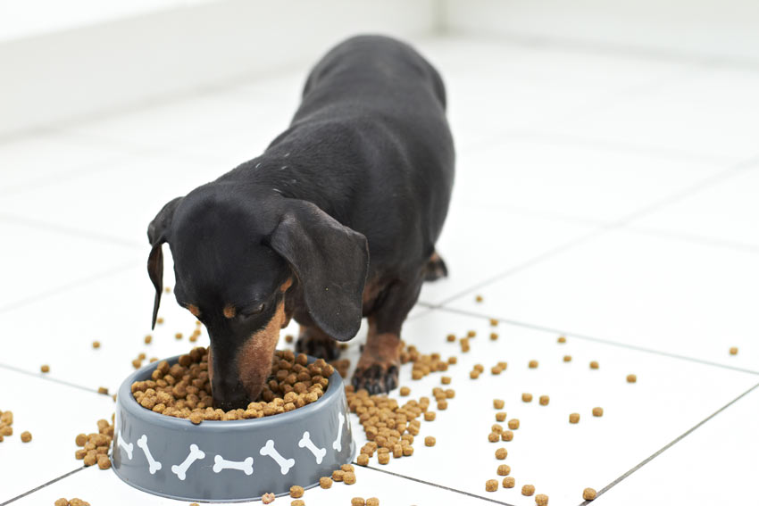 Uw hond eten en | Dagelijkse verzorging van uw hond Honden