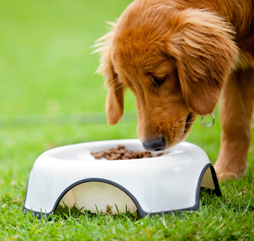 naar voren gebracht auteur Fruit groente Uw hond eten en water geven | Dagelijkse verzorging van uw hond | Honden